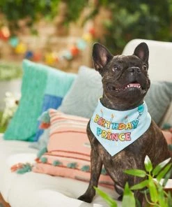 Frisco Birthday Prince Bandana, Medium/Large + Dog & Cat T-Shirt, Blue -Frisco Sales 2024 302690 PT7. SY630 V1633067487
