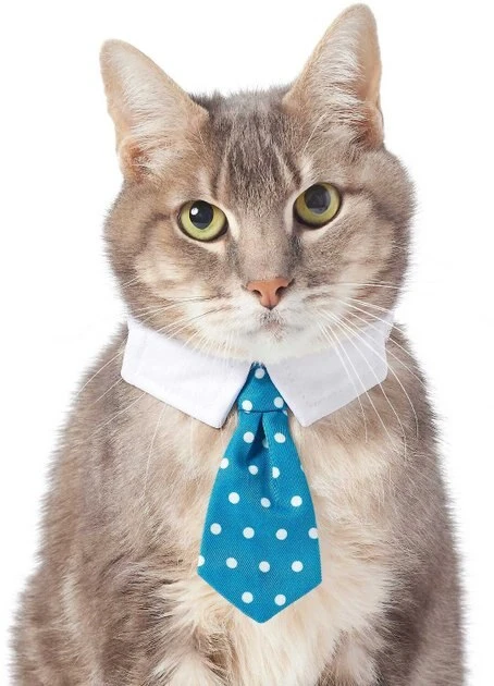 Frisco Plaid Dog & Cat Neck Tie, Blue Plaid + Polka Dot, Teal 8 Frisco Plaid Dog & Cat Neck Tie, Blue Plaid + Polka Dot, Teal - Image 6