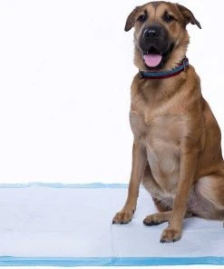 Frisco Fold & Carry Double Door Collapsible Wire Crate, 42 inch + Giant Dog Training & Potty Pads, 27.5 x 44-in, 30 count, Unscented 19 Frisco Fold & Carry Double Door Collapsible Wire Crate, 42 inch + Giant Dog Training & Potty Pads, 27.5 x 44-in, 30 count, Unscented -Frisco Sales 2024 303426 PT8. SY630 V1623080241