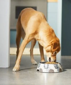 Frisco Animal Design Stainless Steel Dog & Cat Bowl -Frisco Sales 2024 311959 PT2. SY630 V1642542799