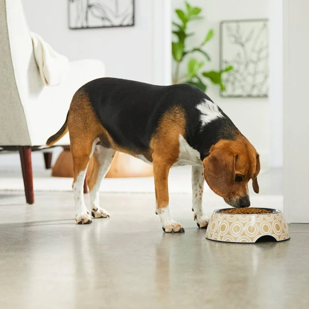 Frisco Circle Design Stainless Steel Dog & Cat Bowl 5 Frisco Circle Design Stainless Steel Dog & Cat Bowl - Image 3