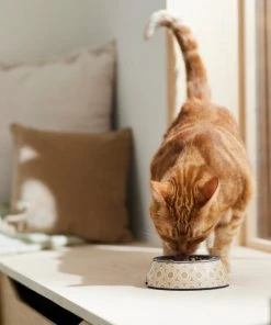 Frisco Circle Design Stainless Steel Dog & Cat Bowl 13 Frisco Circle Design Stainless Steel Dog & Cat Bowl -Frisco Sales 2024 311967 PT3. SY630 V1642542535