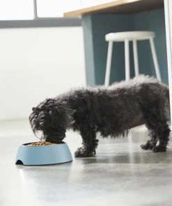 Frisco Coral Design Stainless Steel Dog & Cat Bowl, Teal -Frisco Sales 2024 311971 PT2. SY630 V1642542820