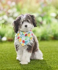 Frisco Hawaiian Pineapple Dog & Cat Bandana -Frisco Sales 2024 312300 PT8. SY630 V1644883618