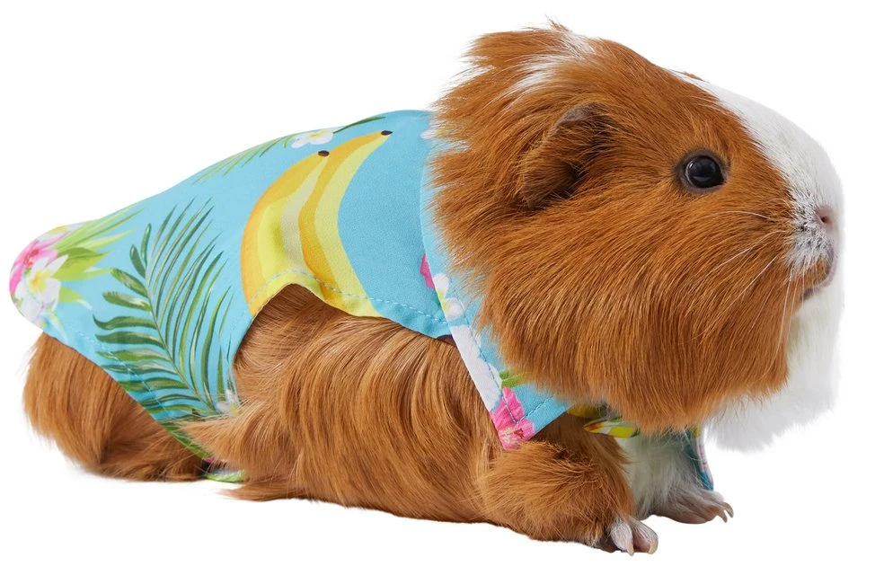 Frisco Pineapple Hawaiian Camp Guinea Pig Shirt 3 Frisco Pineapple Hawaiian Camp Guinea Pig Shirt