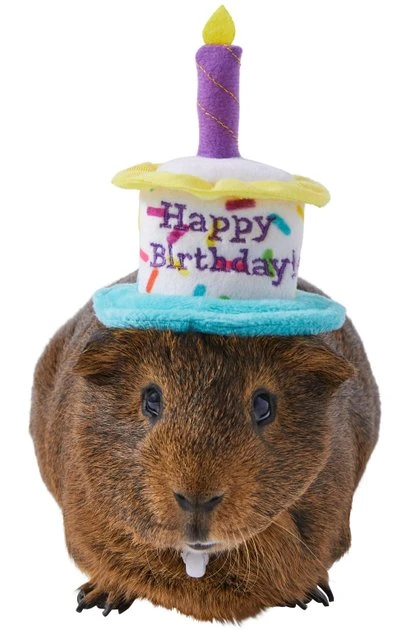 Frisco Happy Birthday Guinea Pig Hat 3 Frisco Happy Birthday Guinea Pig Hat