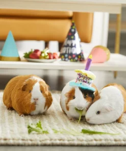 Frisco Happy Birthday Guinea Pig Hat 9 Frisco Happy Birthday Guinea Pig Hat -Frisco Sales 2024 313132 PT8. SY630 V1644526064