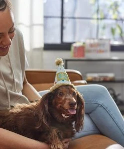 Frisco It's a Party Animal Dog & Cat Hat -Frisco Sales 2024 315139 PT8. SY630 V1646435317