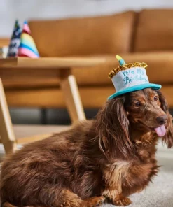 Frisco It's My Birthday Dog & Cat Hat -Frisco Sales 2024 315142 PT8. SY630 V1646435635