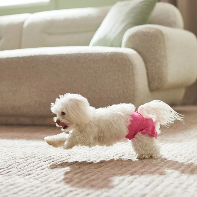 Frisco Washable Female Diaper, Flamingo, 3pk 6 Frisco Washable Female Diaper, Flamingo, 3pk - Image 4