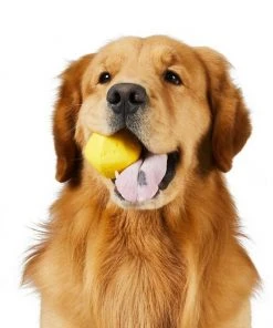 Frisco||Project Hive Pet Company Frisco Fetch Squeaking Colorful Tennis Ball, 3-Pack + Project Hive Pet Company Ball Dog Toy 16 Frisco||Project Hive Pet Company Frisco Fetch Squeaking Colorful Tennis Ball, 3-Pack + Project Hive Pet Company Ball Dog Toy -Frisco Sales 2024 319024 PT5. SY630 V1630560973