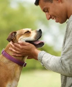 Frisco Outdoor Comfort Print Nylon Padded Collar, Large, Neck: 18 -26-in, Width: 1-in + Outdoor Ultra Reflective Rope Leash With Padded Handle, Boysenberry Purple, 6 - ft -Frisco Sales 2024 319070 PT4. SY630 V1631148368