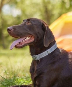 Frisco Outdoor Frisco Nylon Collar, Forest Green, Medium-Neck: 14-20-in, Width: 3/4-in + Rope Leash With Padded Handle, Stone Gray, 6-ft -Frisco Sales 2024 319104 PT4. SY630 V1631161597