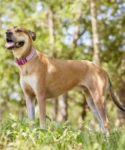 Frisco Outdoor Frisco Nylon Collar, Shadow Purple, Medium-Neck: 14-20-in, Width: 3/4-in + Rope Leash With Padded Handle, Boysenberry Purple, 6-ft -Frisco Sales 2024 319112 PT4. SY630 V1631141209