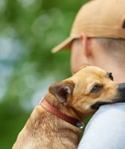 Frisco Outdoor Heathered Nylon Collar, Flamepoint Orange, Small - Neck: 10-14-in, Width: 5/8-in + Dog Leash, Flamepoint Orange, Small - Length: 6-ft, Width: 5/8-in -Frisco Sales 2024 319122 PT4. SY630 V1631140033