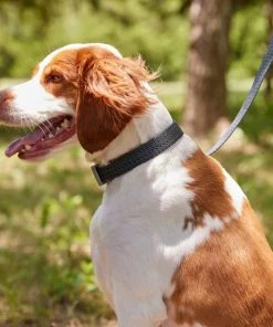 Frisco Outdoor Heathered Nylon Collar, Midnight Black, MD - Neck: 14-20-in, Width: 3/4-in + Dog Leash, Midnight Black, MD - Length: 6-ft, Width: 3/4-in -Frisco Sales 2024 319126 PT4. SY630 V1631158899