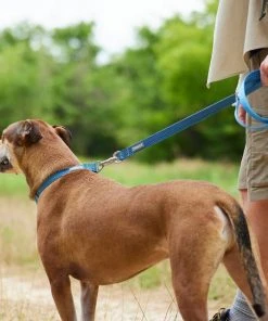 Frisco Outdoor Heathered Nylon Collar, River Blue, Medium - Neck: 14-20-in, Width: 3/4-in + Dog Leash, River Blue, Medium - Length: 6-ft, Width: 3/4-in -Frisco Sales 2024 319136 PT7. SY630 V1631140598