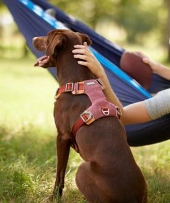 Frisco Outdoor Lightweight Ripstop Nylon Harness, Flamepoint Orange, Large, Neck: 18 to 28-in, Girth 24 to 34-in + Heathered Nylon Collar, Flamepoint Orange, Large, Neck: 18 -26-in, Width: 1-in -Frisco Sales 2024 319154 PT4. SY630 V1631139396