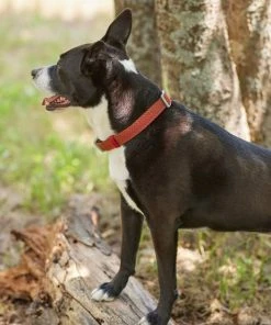 Frisco Outdoor Lightweight Ripstop Nylon Harness, Flamepoint Orange, Large, Neck: 18 to 28-in, Girth 24 to 34-in + Heathered Nylon Collar, Flamepoint Orange, Large, Neck: 18 -26-in, Width: 1-in -Frisco Sales 2024 319154 PT8. SY630 V1631140888