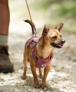 Frisco Outdoor Lightweight Ripstop Nylon Harness, Flamepoint Orange, Small, Neck: 13 to 19-in, Girth: 16 to 22-in + Heathered Dog Leash, Flamepoint Orange, Small - Length: 6-ft, Width: 5/8-in -Frisco Sales 2024 319160 PT5. SY630 V1631150177