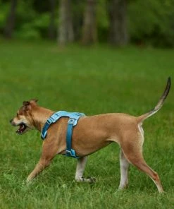 Frisco Outdoor Lightweight Ripstop Nylon Harness, River Blue, Extra Large, Neck: 22 to 34-in, Girth: 32 to 44-in + Heathered Dog Leash, River Blue, Large - Length: 6-ft, Width: 1-in 16 Frisco Outdoor Lightweight Ripstop Nylon Harness, River Blue, Extra Large, Neck: 22 to 34-in, Girth: 32 to 44-in + Heathered Dog Leash, River Blue, Large - Length: 6-ft, Width: 1-in -Frisco Sales 2024 319164 PT5. SY630 V1631151981
