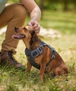 Frisco Outdoor Lightweight Ripstop Nylon Harness, Storm Gray, Small, Neck: 13 to 19-in, Girth: 16 to 22-in + Heathered Dog Leash, Midnight Black, SM - Length: 6-ft, Width: 5/8-in -Frisco Sales 2024 319208 PT5. SY630 V1631157397