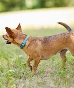 Frisco Outdoor Nylon Reflective Comfort Padded Collar, Bayou Teal, Extra Small, Neck: 8-12-in, Width: 5/8th-in + Dog Leash, Bayou Teal, Small - Length: 6-ft, Width: 5/8-in -Frisco Sales 2024 319212 PT4. SY630 V1631151371