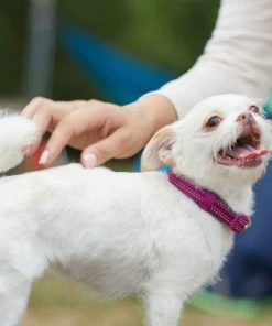 Frisco Outdoor Nylon Reflective Comfort Padded Collar, Boysenberry Purple, Extra Small, Neck: 8-12-in, Width: 5/8th -in + Dog Leash, Boysenberry Purple, Small - Length: 6-ft, Width: 5/8-in 15 Frisco Outdoor Nylon Reflective Comfort Padded Collar, Boysenberry Purple, Extra Small, Neck: 8-12-in, Width: 5/8th -in + Dog Leash, Boysenberry Purple, Small - Length: 6-ft, Width: 5/8-in -Frisco Sales 2024 319220 PT4. SY630 V1631152272