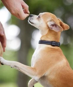 Frisco Outdoor Nylon Reflective Comfort Padded Collar, Midnight Black, XS, Neck: 8-12-in, Width: 5/8th -in + Dog Leash, Midnight Black, SM - Length: 6-ft, Width: 5/8-in -Frisco Sales 2024 319234 PT4. SY630 V1631145682