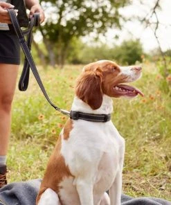 Frisco Outdoor Nylon Reflective Comfort Padded Collar, Midnight Black, XS, Neck: 8-12-in, Width: 5/8th -in + Dog Leash, Midnight Black, SM - Length: 6-ft, Width: 5/8-in -Frisco Sales 2024 319234 PT8. SY630 V1631146277