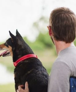 Frisco Outdoor Nylon Reflective Comfort Padded Collar, Sunset Orange, Medium - Neck: 14-20-in, Width: 3/4-in + Dog Leash, Sunset Orange, Medium - Length: 6-ft, Width: 3/4-in -Frisco Sales 2024 319240 PT4. SY630 V1631145979