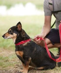 Frisco Outdoor Nylon Reflective Comfort Padded Collar, Sunset Orange, Medium - Neck: 14-20-in, Width: 3/4-in + Dog Leash, Sunset Orange, Medium - Length: 6-ft, Width: 3/4-in -Frisco Sales 2024 319240 PT8. SY630 V1631149001