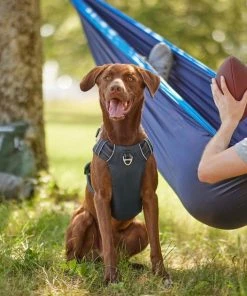 Frisco Outdoor Premium Ripstop Nylon Harness with Pocket, Midnight Black, XL - Girth: 32-44-in + Reflective Comfort Padded Dog Collar, Midnight Black, LG, Neck: 18 -26-in, Width: 1-in 15 Frisco Outdoor Premium Ripstop Nylon Harness with Pocket, Midnight Black, XL - Girth: 32-44-in + Reflective Comfort Padded Dog Collar, Midnight Black, LG, Neck: 18 -26-in, Width: 1-in -Frisco Sales 2024 319304 PT4. SY630 V1631148069