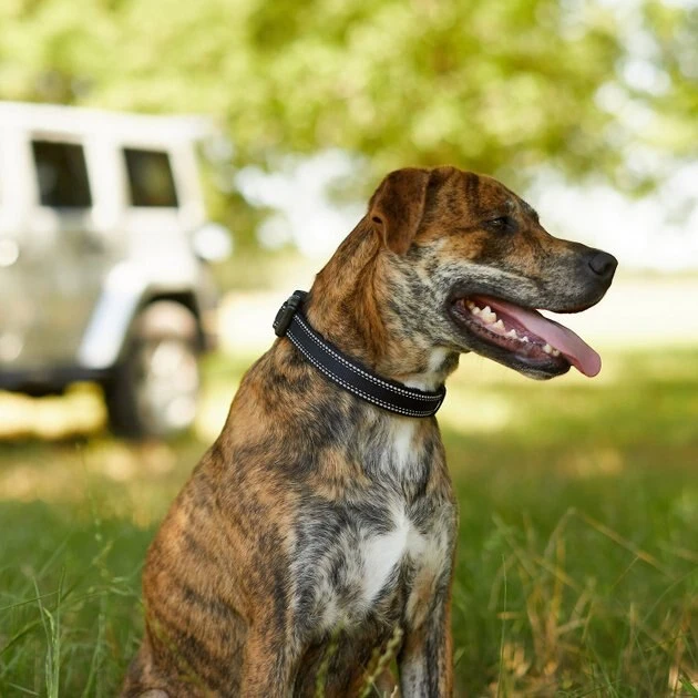 Frisco Outdoor Premium Ripstop Nylon Harness with Pocket, Midnight Black, XL - Girth: 32-44-in + Reflective Comfort Padded Dog Collar, Midnight Black, LG, Neck: 18 -26-in, Width: 1-in 11 Frisco Outdoor Premium Ripstop Nylon Harness with Pocket, Midnight Black, XL - Girth: 32-44-in + Reflective Comfort Padded Dog Collar, Midnight Black, LG, Neck: 18 -26-in, Width: 1-in - Image 9