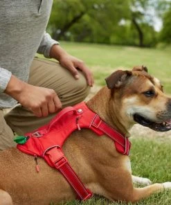 Frisco Outdoor Premium Ripstop Nylon Harness with Pocket, Sunset Orange, Extra Large, Neck: 22 to 34-in, Girth: 32 to 44-in + Reflective Comfort Padded Dog Leash, Sunset Orange, Large - Length: 6-ft, Width: 1-in -Frisco Sales 2024 319310 PT4. SY630 V1631143594