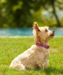 Frisco Outdoor Solid Textured Waterproof Stink Proof PVC Collar, Boysenberry Purple, Small - Neck: 10½14-in, Width: 5/8-in + Dog Leash, Boysenberry Purple, Small - Length: 6-ft, Width: 5/8-in -Frisco Sales 2024 319338 PT4. SY630 V1631157372