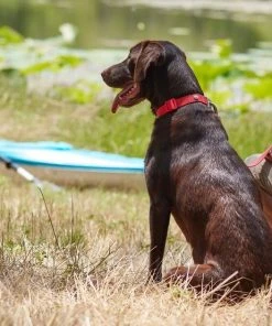 Frisco Outdoor Solid Textured Waterproof Stink Proof PVC Collar, Flamepoint Orange, Medium - Neck: 14½20-in, Width: 3/4-in + Dog Leash, Sunset Orange, Medium - Length: 6-ft, Width: 3/4-in 14 Frisco Outdoor Solid Textured Waterproof Stink Proof PVC Collar, Flamepoint Orange, Medium - Neck: 14½20-in, Width: 3/4-in + Dog Leash, Sunset Orange, Medium - Length: 6-ft, Width: 3/4-in -Frisco Sales 2024 319344 PT4. SY630 V1631141774