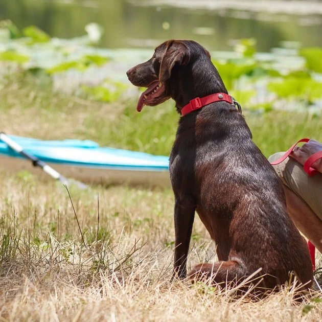 Frisco Outdoor Solid Textured Waterproof Stink Proof PVC Collar, Flamepoint Orange, Medium - Neck: 14½20-in, Width: 3/4-in + Dog Leash, Sunset Orange, Medium - Length: 6-ft, Width: 3/4-in 7 Frisco Outdoor Solid Textured Waterproof Stink Proof PVC Collar, Flamepoint Orange, Medium - Neck: 14½20-in, Width: 3/4-in + Dog Leash, Sunset Orange, Medium - Length: 6-ft, Width: 3/4-in - Image 5