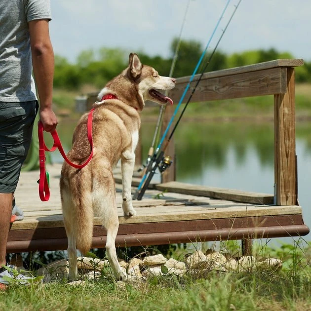 Frisco Outdoor Solid Textured Waterproof Stink Proof PVC Collar, Flamepoint Orange, Medium - Neck: 14½20-in, Width: 3/4-in + Dog Leash, Sunset Orange, Medium - Length: 6-ft, Width: 3/4-in 10 Frisco Outdoor Solid Textured Waterproof Stink Proof PVC Collar, Flamepoint Orange, Medium - Neck: 14½20-in, Width: 3/4-in + Dog Leash, Sunset Orange, Medium - Length: 6-ft, Width: 3/4-in - Image 8