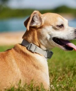 Frisco Outdoor Solid Textured Waterproof Stink Proof PVC Collar, Storm Gray, Extra Small - Neck: 8-12-in, Width: 5/8th-in + Dog Leash, Storm Gray, Small - Length: 6-ft, Width: 5/8-in 14 Frisco Outdoor Solid Textured Waterproof Stink Proof PVC Collar, Storm Gray, Extra Small - Neck: 8-12-in, Width: 5/8th-in + Dog Leash, Storm Gray, Small - Length: 6-ft, Width: 5/8-in -Frisco Sales 2024 319348 PT4. SY630 V1631154389