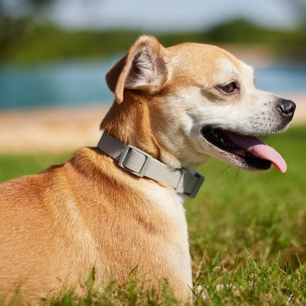 Frisco Outdoor Solid Textured Waterproof Stink Proof PVC Collar, Storm Gray, Extra Small - Neck: 8-12-in, Width: 5/8th-in + Dog Leash, Storm Gray, Small - Length: 6-ft, Width: 5/8-in 7 Frisco Outdoor Solid Textured Waterproof Stink Proof PVC Collar, Storm Gray, Extra Small - Neck: 8-12-in, Width: 5/8th-in + Dog Leash, Storm Gray, Small - Length: 6-ft, Width: 5/8-in - Image 5