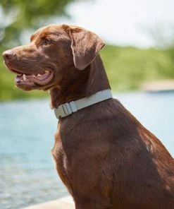 Frisco Outdoor Solid Textured Waterproof Stink Proof PVC Collar, Storm Gray, Medium - Neck: 14½20-in, Width: 3/4-in + Dog Leash, Storm Gray, Medium - Length: 6-ft, Width: 3/4-in -Frisco Sales 2024 319352 PT4. SY630 V1631160411