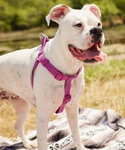 Frisco Outdoor Solid Textured Waterproof Stink Proof PVC Harness, Boysenberry Purple, Large, Neck: 19 to 27-in, Girth: 23 to 36-in + Dog Leash, Boysenberry Purple, Large - Length: 6-ft, Width: 1-in -Frisco Sales 2024 319356 PT4. SY630 V1631146580