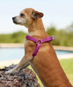 Frisco Outdoor Solid Textured Waterproof Stink Proof PVC Harness, Boysenberry Purple, Medium, Neck: 16 to 22-in, Girth: 19 to 29-in + Dog Leash, Boysenberry Purple, Medium - Length: 6-ft, Width: 3/4-in -Frisco Sales 2024 319358 PT4. SY630 V1631160399