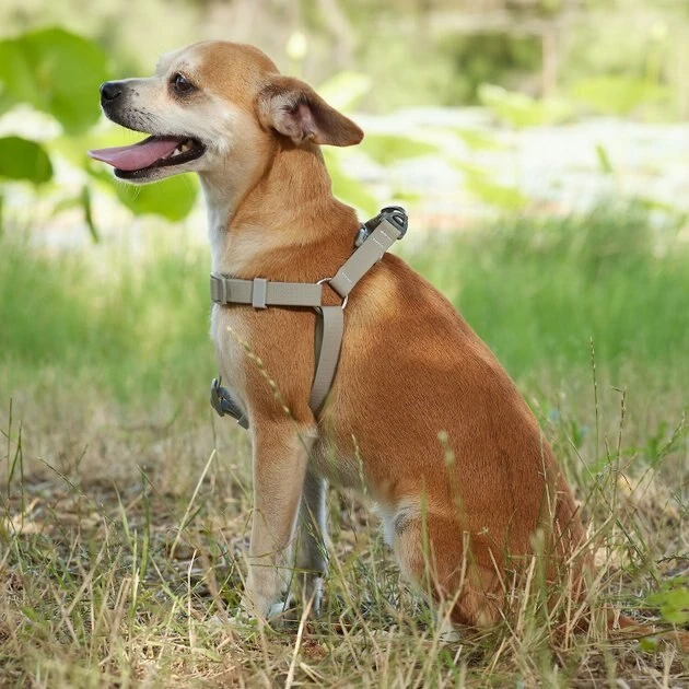Frisco Outdoor Solid Textured Waterproof Stink Proof PVC Harness, Storm Gray, Medium, Neck: 16 to 22-in, Girth: 19 to 29-in + Dog Leash, Storm Gray, Medium - Length: 6-ft, Width: 3/4-in 8 Frisco Outdoor Solid Textured Waterproof Stink Proof PVC Harness, Storm Gray, Medium, Neck: 16 to 22-in, Girth: 19 to 29-in + Dog Leash, Storm Gray, Medium - Length: 6-ft, Width: 3/4-in - Image 6