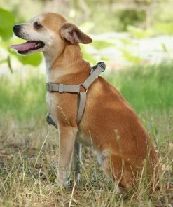 Frisco Outdoor Solid Textured Waterproof Stink Proof PVC Harness, Storm Gray, Small, Neck: 14 to 19-in, Girth: 16 to 23-in + Dog Leash, Storm Gray, Small - Length: 6-ft, Width: 5/8-in -Frisco Sales 2024 319368 PT5. SY630 V1631155002