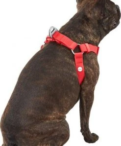 Frisco Outdoor Solid Textured Waterproof Stink Proof PVC Harness, Sunset Orage, Large, Neck: 19 to 27-in, Girth: 23 to 36-in + Dog Leash, Sunset Orange, LG - Length: 6-ft, Width: 1-in -Frisco Sales 2024 319372 PT3. SY630 V1631155600