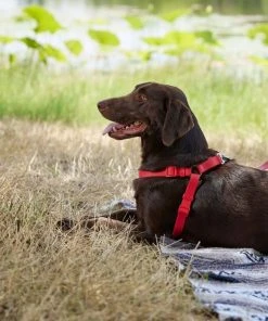 Frisco Outdoor Solid Textured Waterproof Stink Proof PVC Harness, Sunset Orage, Large, Neck: 19 to 27-in, Girth: 23 to 36-in + Dog Leash, Sunset Orange, LG - Length: 6-ft, Width: 1-in -Frisco Sales 2024 319372 PT5. SY630 V1631149311