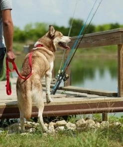 Frisco Outdoor Solid Textured Waterproof Stink Proof PVC Harness, Sunset Orage, Large, Neck: 19 to 27-in, Girth: 23 to 36-in + Dog Leash, Sunset Orange, LG - Length: 6-ft, Width: 1-in -Frisco Sales 2024 319372 PT8. SY630 V1631155599