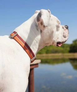 Frisco Outdoor Two Tone Waterproof Stinkproof PVC Harness, Flamepoint Orange, Medium, Neck: 16 to 22-in, Girth: 19 to 29-in + Dog Collar, Flamepoint Orange, Medium - Neck: 14½-20-in, Width: 3/4-in 19 Frisco Outdoor Two Tone Waterproof Stinkproof PVC Harness, Flamepoint Orange, Medium, Neck: 16 to 22-in, Girth: 19 to 29-in + Dog Collar, Flamepoint Orange, Medium - Neck: 14½-20-in, Width: 3/4-in -Frisco Sales 2024 319382 PT8. SY630 V1631139996